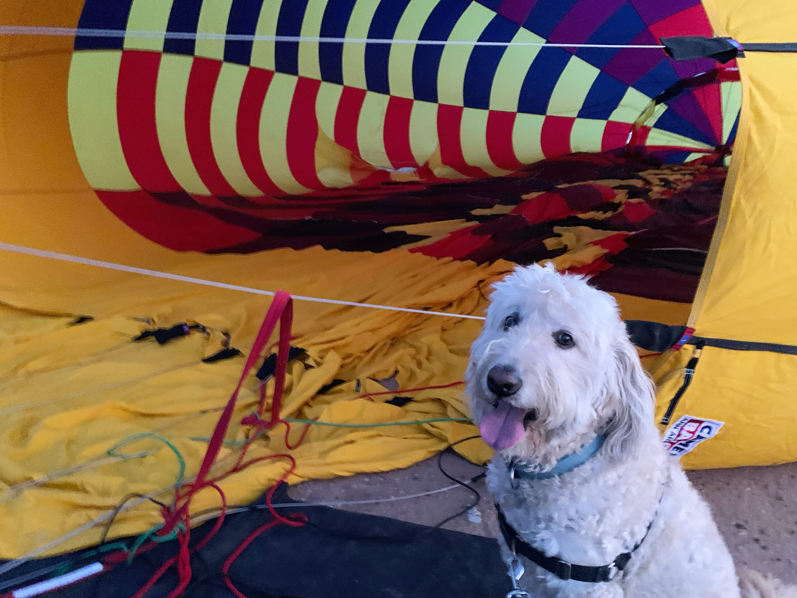 Golden Doodle and Balloons